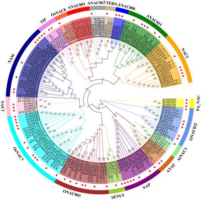 The NAC transcription factor family in Eucommia ulmoides: Genome-wide identification, characterization, and network analysis in relation to the rubber biosynthetic genes